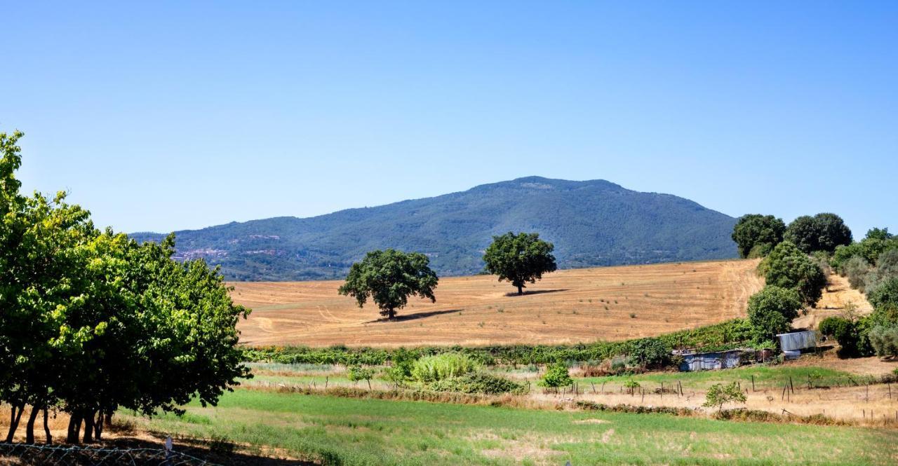 Poggio Degli Ulivi